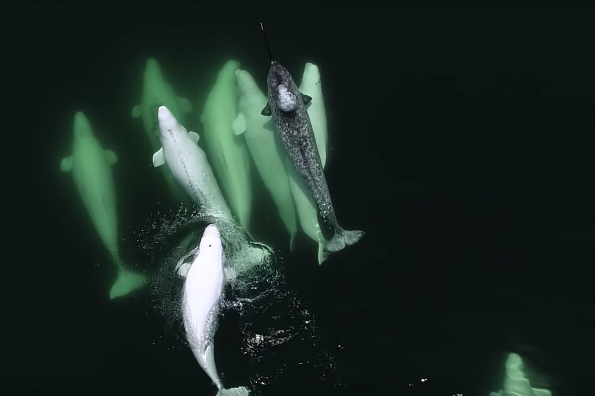 A lone narwhal swims with his bros ... beluga whales.