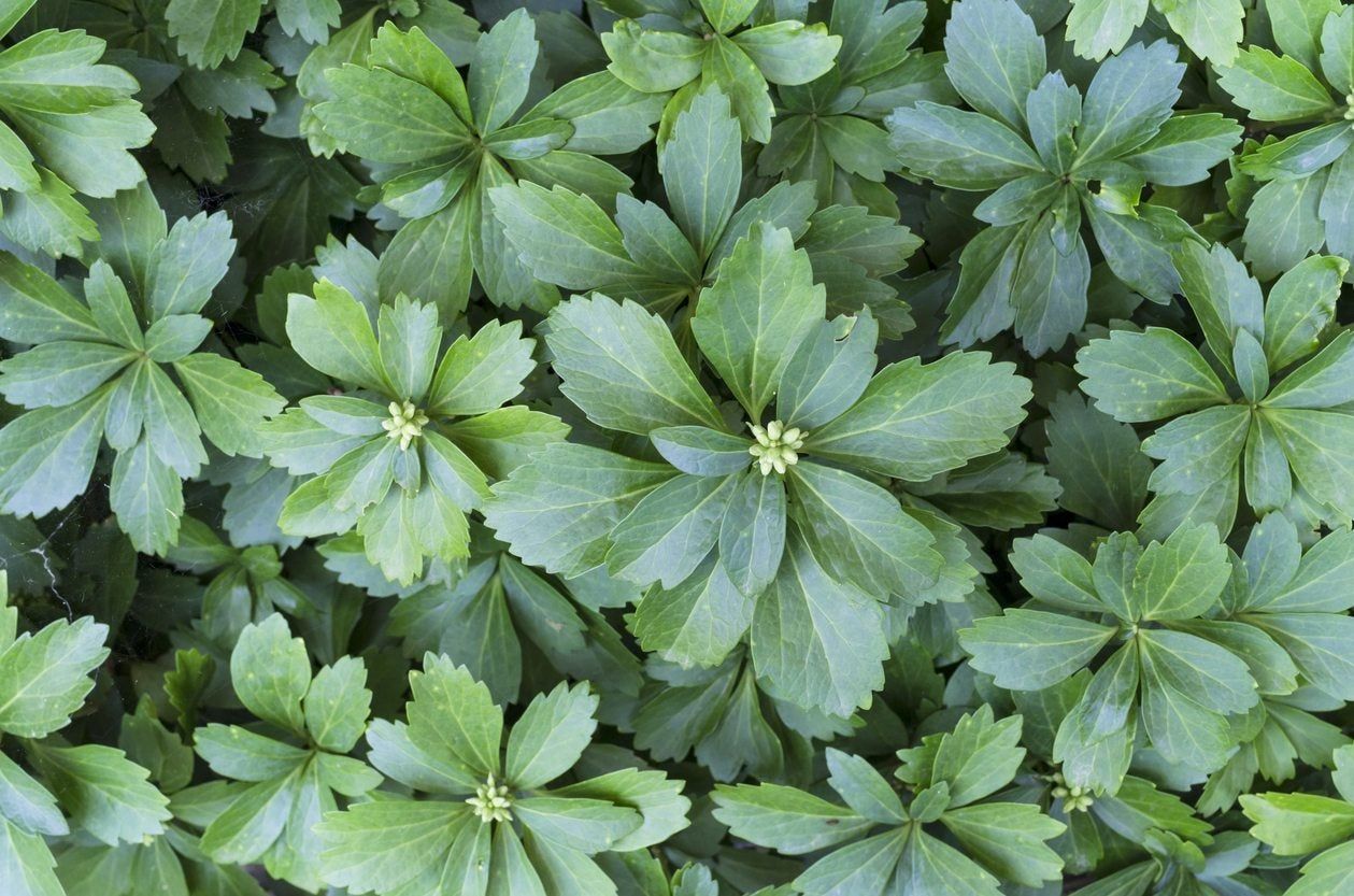 Evergreen Groundcover Plant