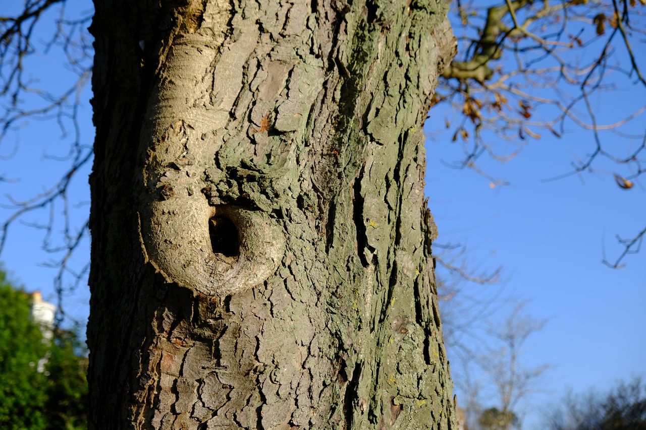 Fujifilm X-S10 review