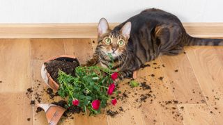 Toyger cat sitting next to broken house plant