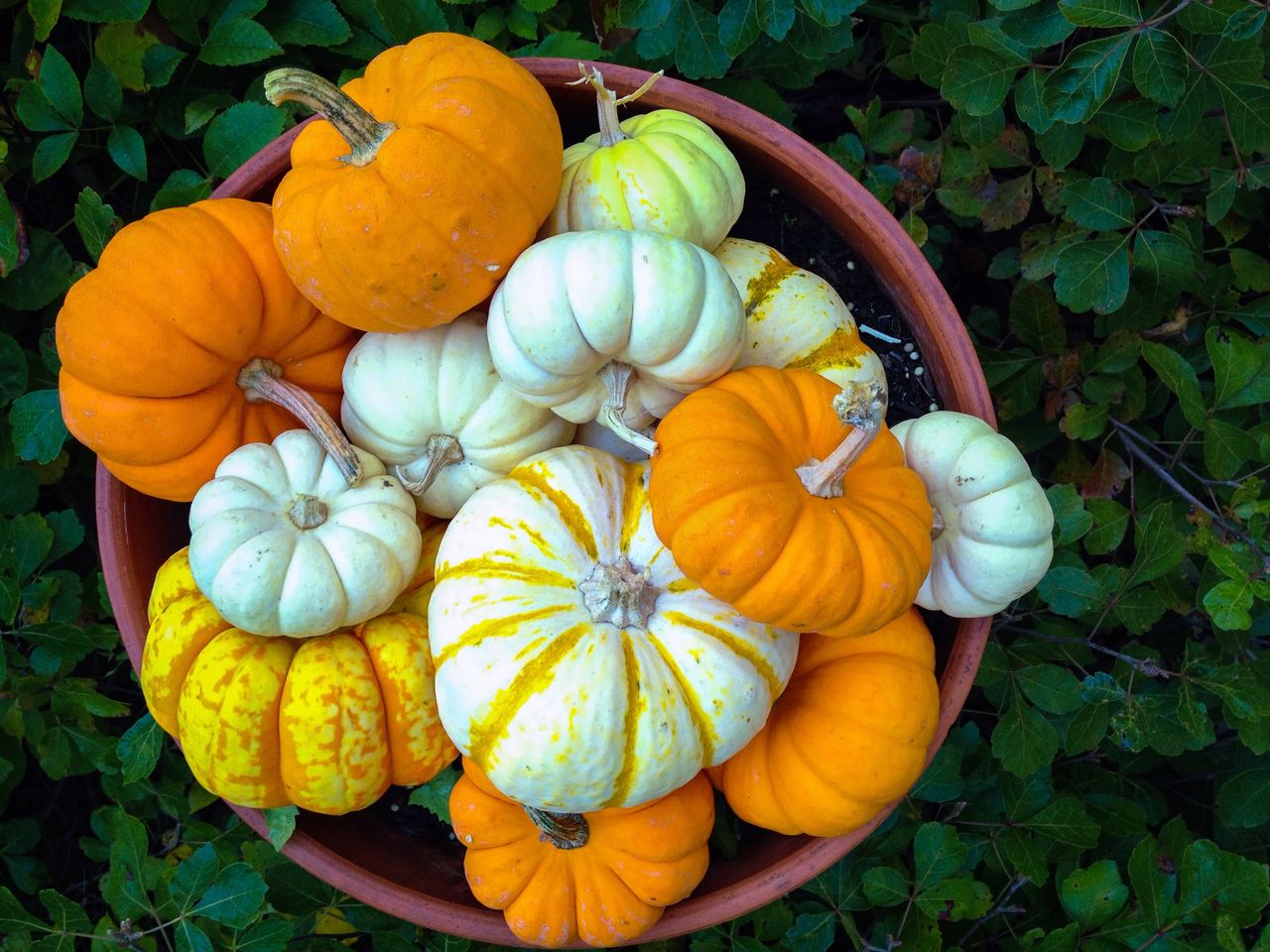 how to grow pumpkins