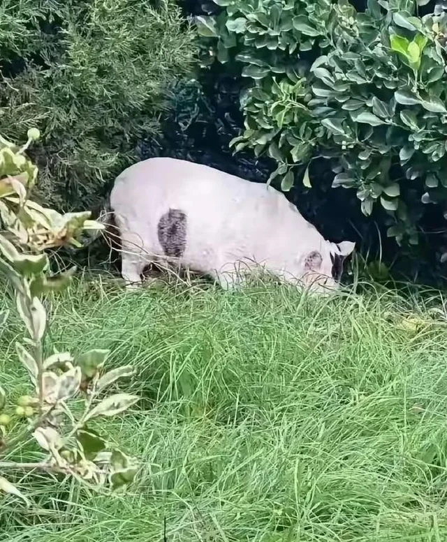 Photo of a mysterious creature that resembles a cat and a pig grazing in the grass.