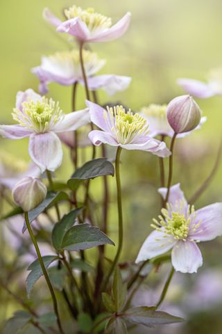 Close-up image of a beautiful spring flowering, pink Clematis 'Mayleen' flower
