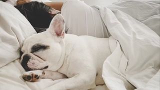 photo of a white french bulldog with black splotches around the eyes sleeping next to a young woman in bed
