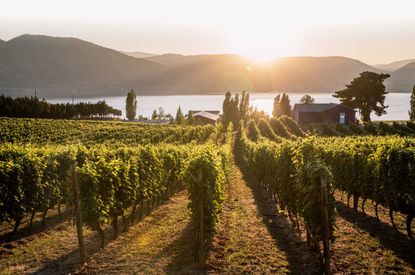 Vineyard scene in Okanagan Valley
