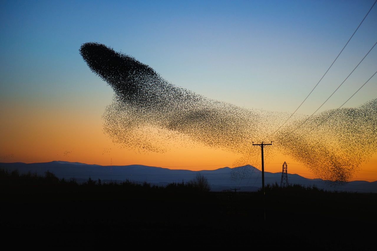 A starling murmuration in an aerobatic display near Gretna, Scotland.