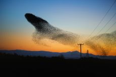 A starling murmuration in an aerobatic display near Gretna, Scotland.