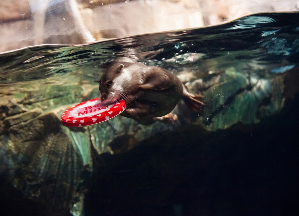 Valentine's Day at the Georgia Aquarium