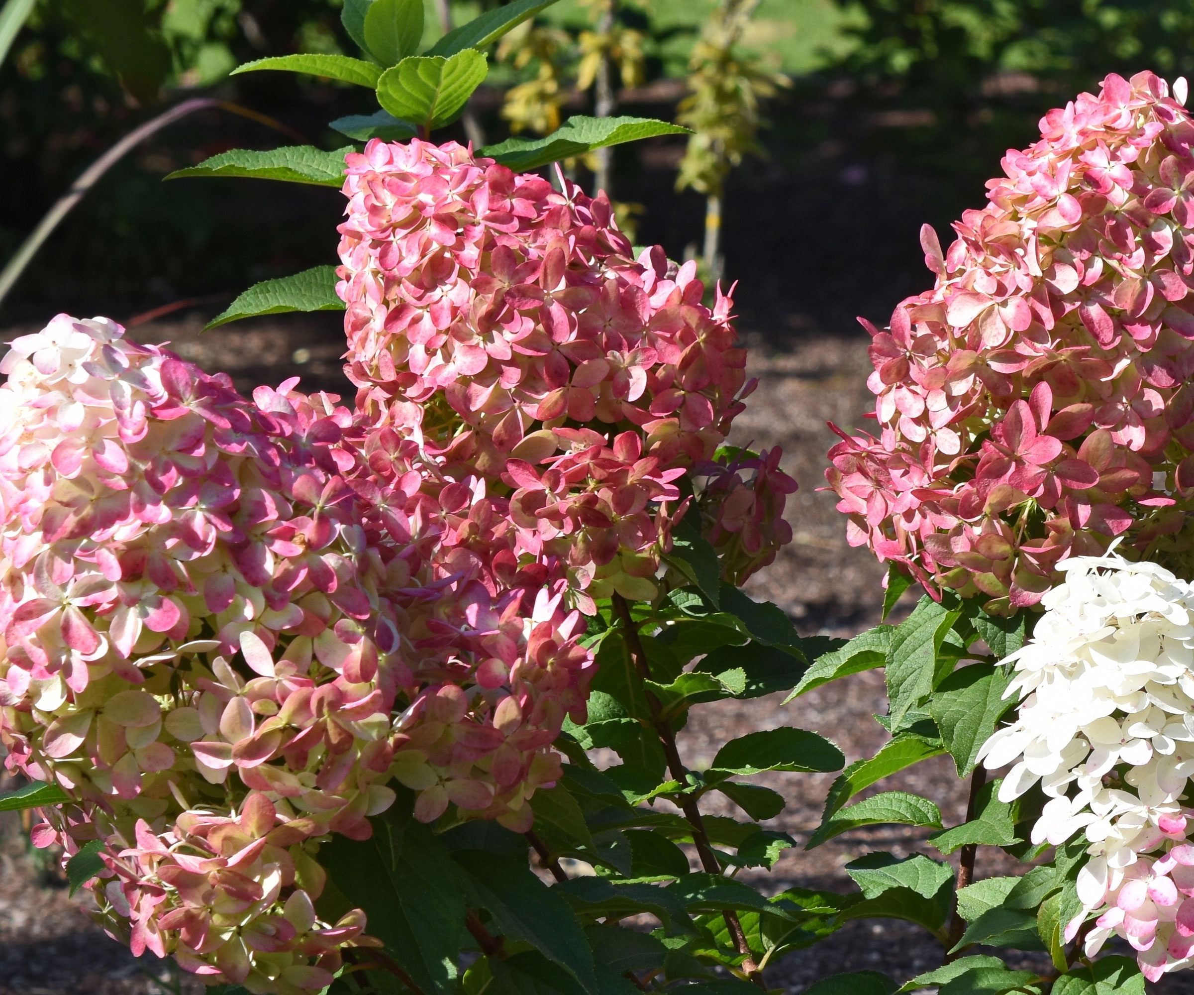 Quick Fire Fab panicle hydrangea with pink and white flower cones