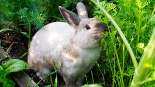 rabbit eating dill from the garden