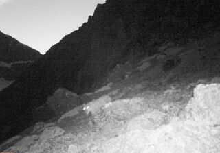 Snow leopard caught on camera in Kyrgyzstan