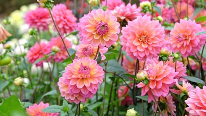 how to grow dahlias – 'Great Silence' dahlias in bloom