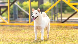 Hokkaido dog