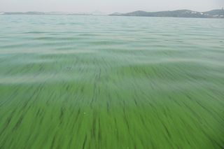 Toxic bloom in Lake Taihu, China 