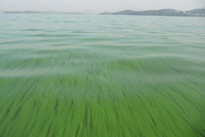 Toxic bloom in Lake Taihu, China