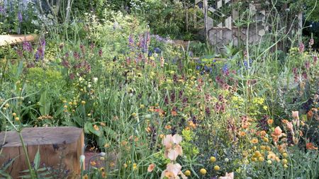 A summer flower bed filled with peach, orange, and purple flowers in bloom