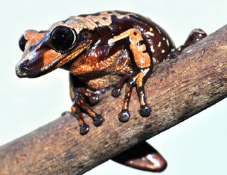 A gram of venom from the frog Aparasphenodon brunoi could take out 300,000 mice or 80 humans.