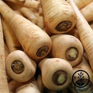 Parsnip 'Hollow Crown'