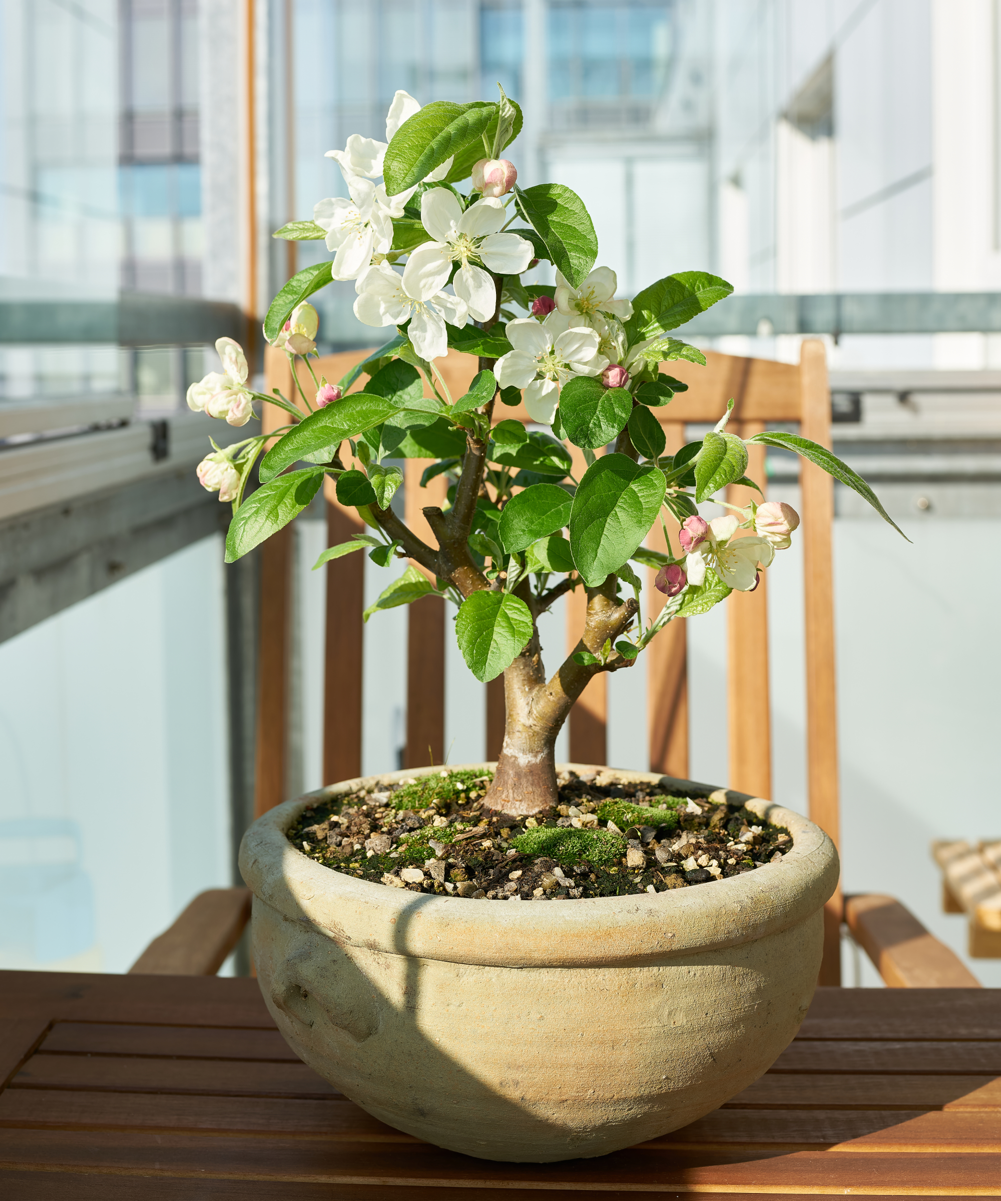 Apple tree Malus Evereste as a bonsai during flowering in April on a balcony