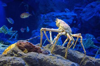 Animales más grandes cangrejo araña japonés