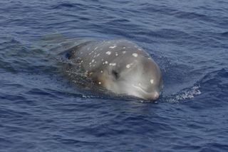A beaked whale.