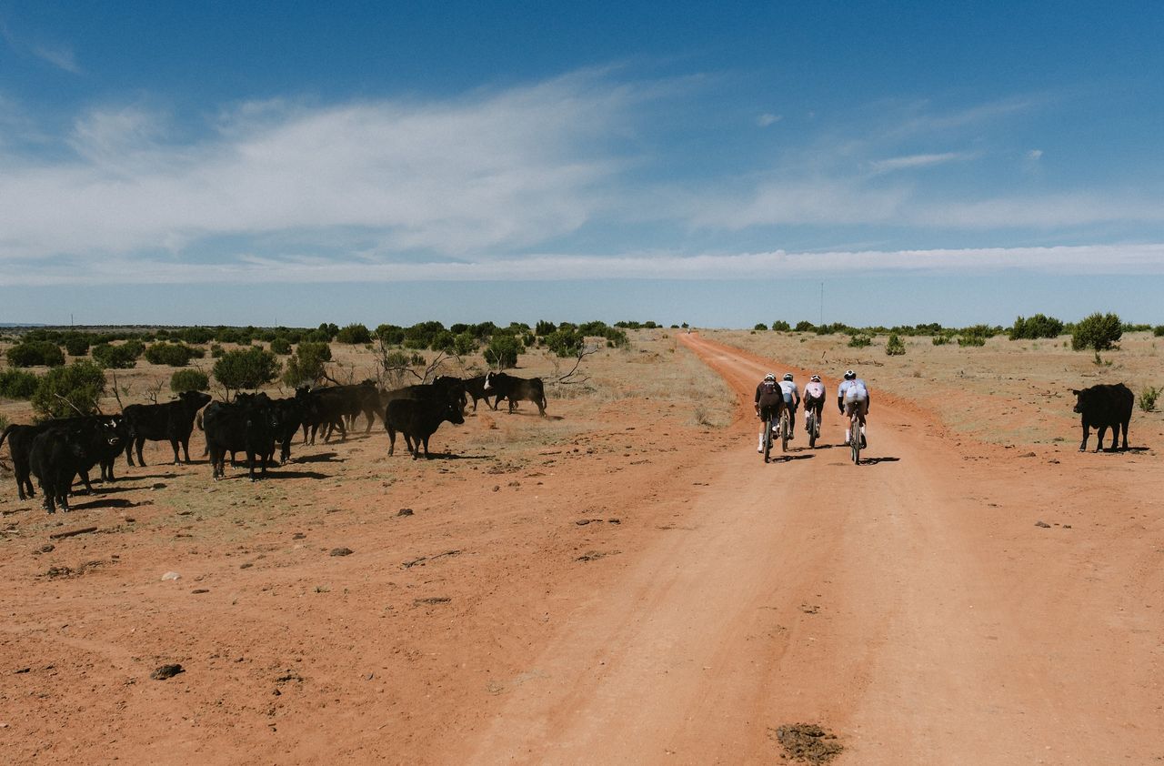 Men's leaders contend with cattle on the 93-mile course