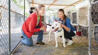 Women caring for dog