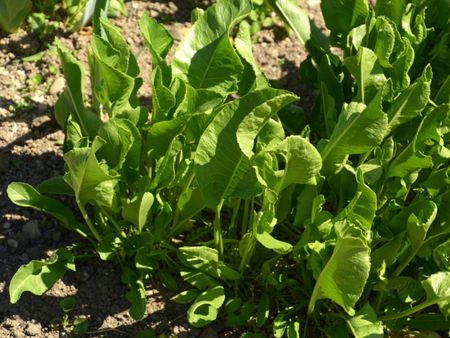 Horseradish Growing In The Garden