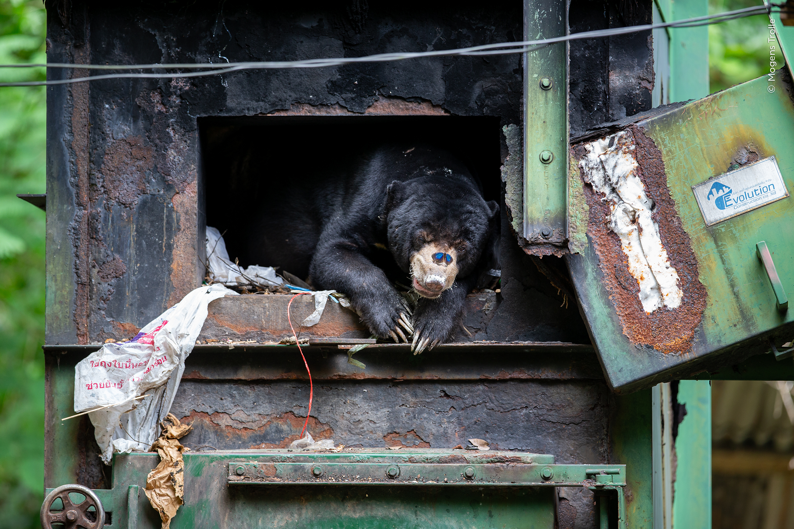 Sun bear, Kaeng Krachan National Park, Thailand