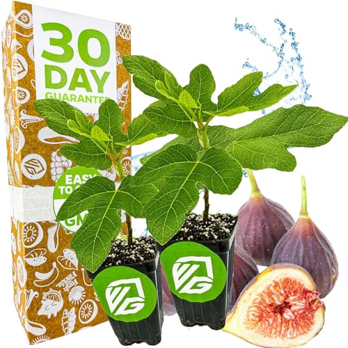 Chicago Hardy Fig Tree - Ficus Carica by Wellspring Gardens - Hardy &amp;amp; Fruitful - Ideal for Gardens - Purple-Skinned Figs - Backyard Orchard - Edible Landscape Plant - Beginner Friendly (2-Pack)