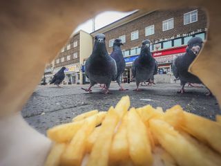 POV image of a group of pigeons approaching a bag of chips