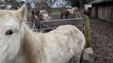 Neglected horses in a field