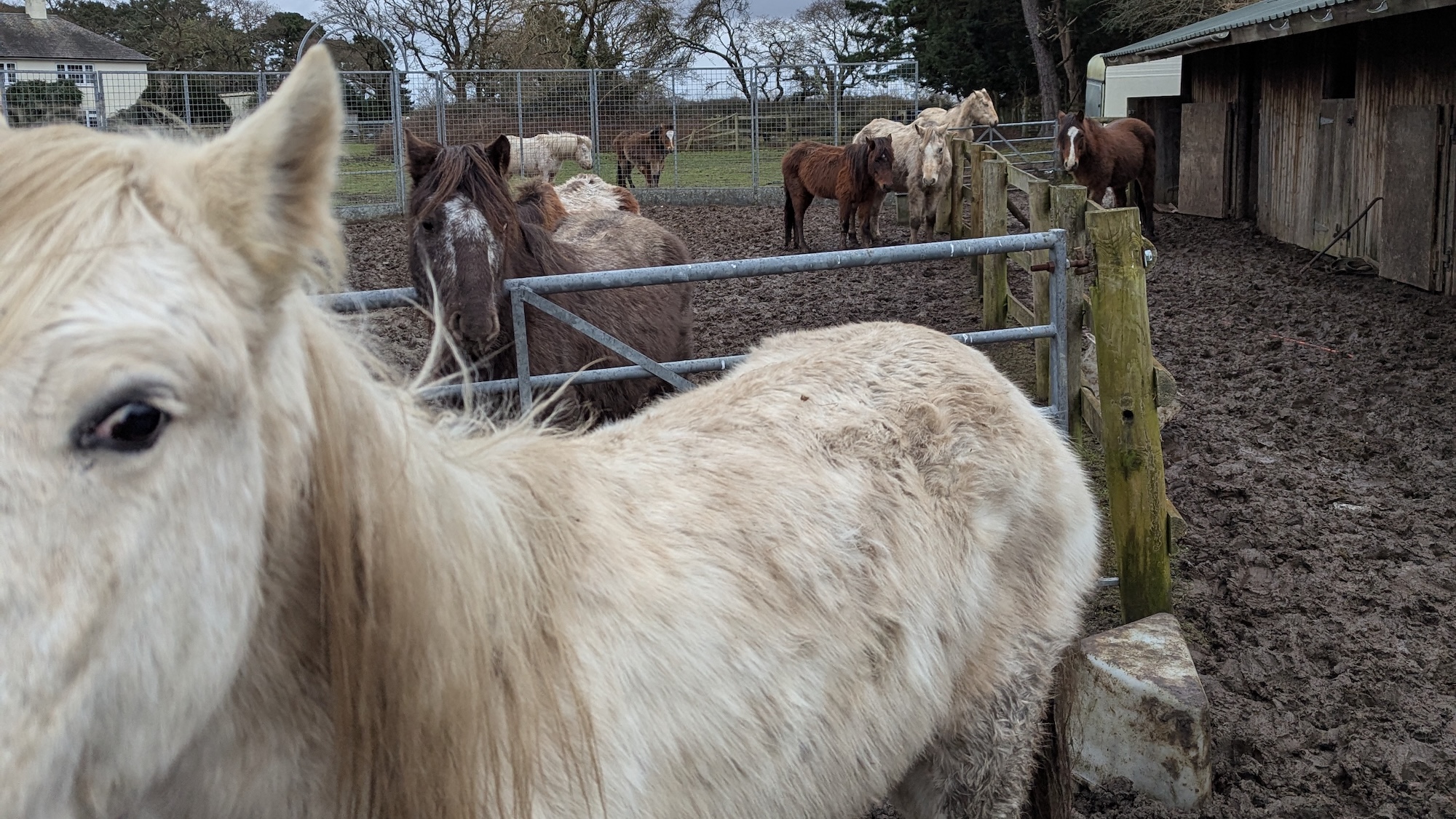 Neglected horses in a field