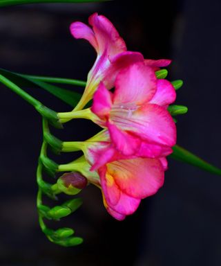 Freesia Flower