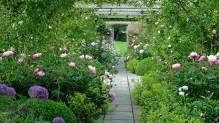 cottage garden path with borders filled with roses and peonies