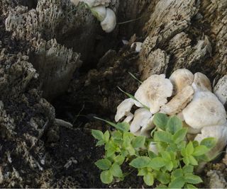 Mushrooms growing on bark