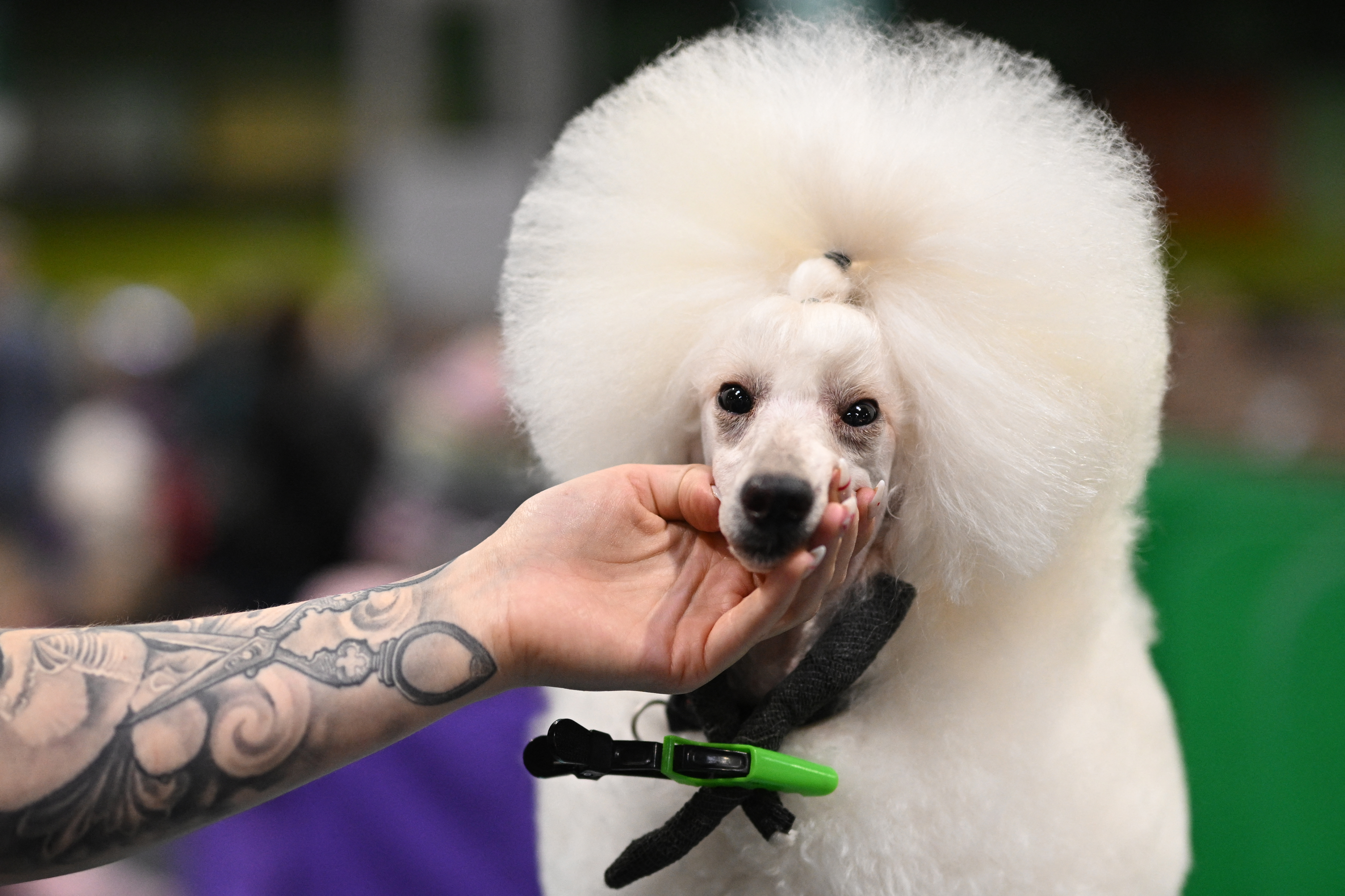 Poodle being handled by owner