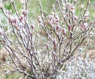 Peony shrub in frost