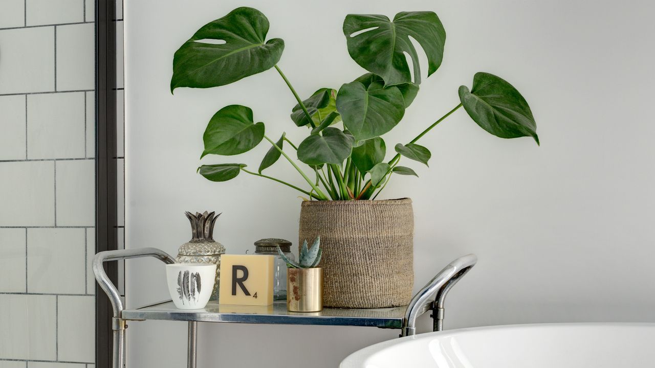 Bathroom trolley with a Monstera houseplant