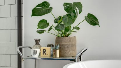 Monstera houseplant on a console table against a wood-panelled wall