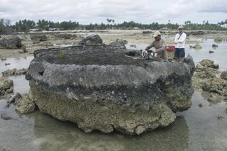 Coral microatoll. Studying coral can reveal the history of earthquakes in Sumatra.