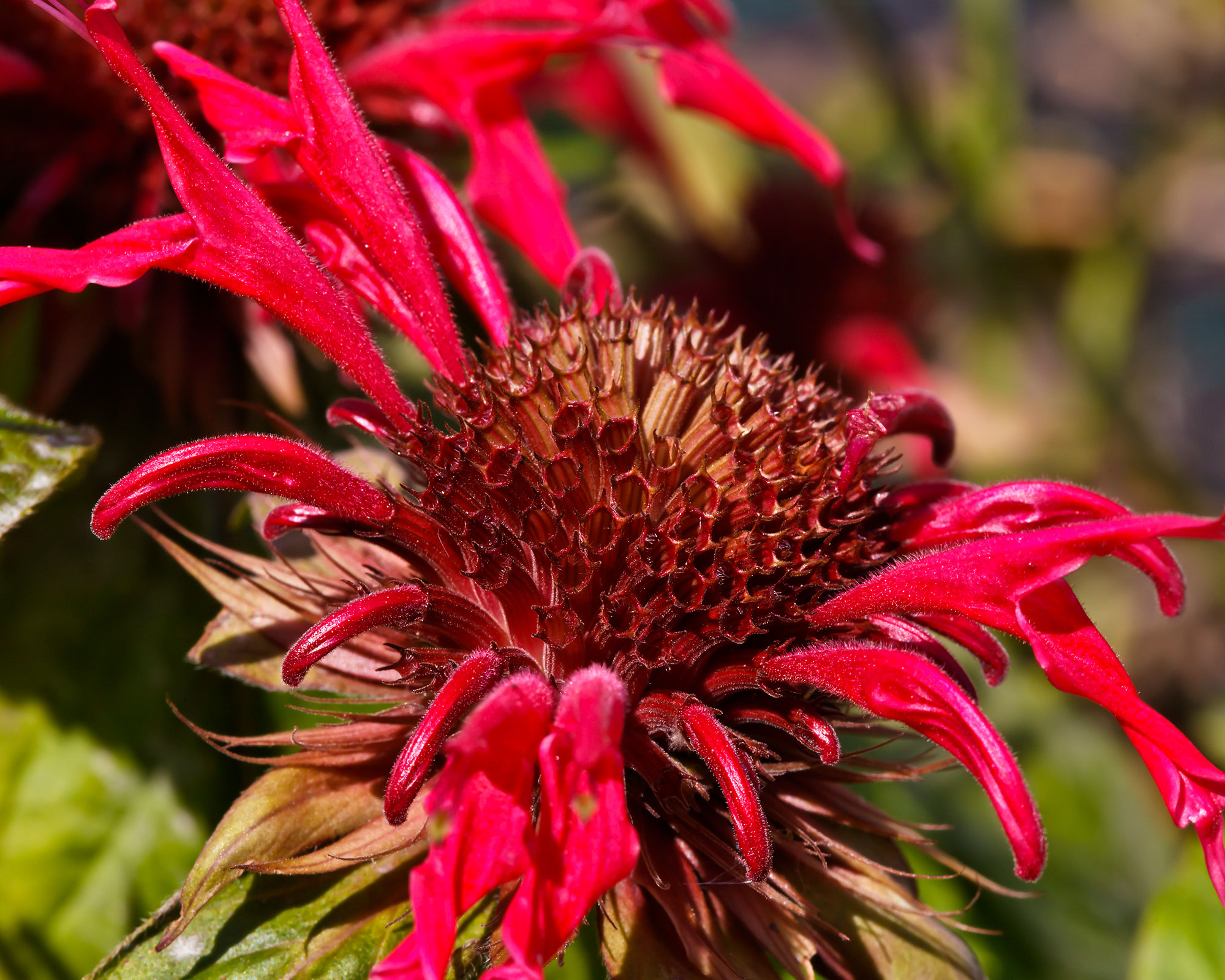 medicinal herb; Monarda didyma, crimson beebalm, scarlet beebalm, scarlet monarda, Oswego tea, bergamot