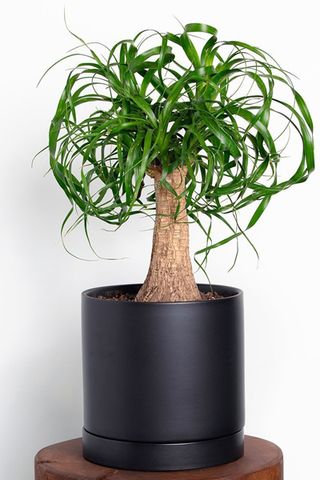 Indoor house plants: image of Greendigs plant