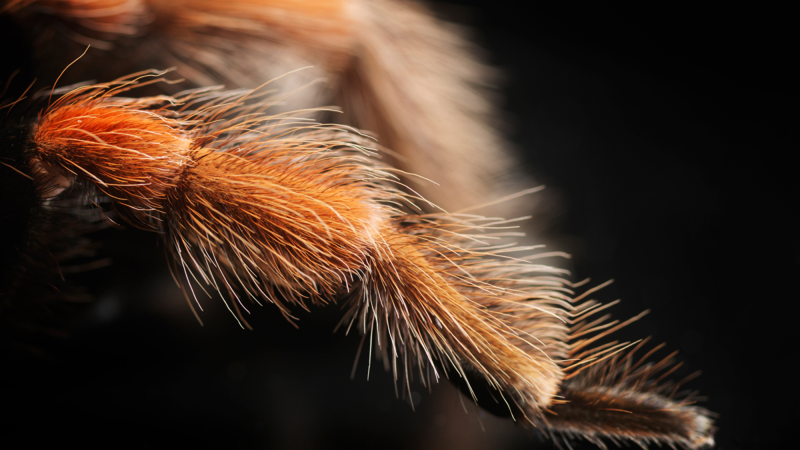 An image of a tarantulas leg that is covered in hairs