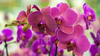 how to repot an orchid – close-up of pink orchid flowers