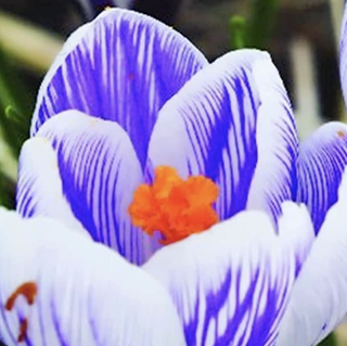 purple striped crocus flower