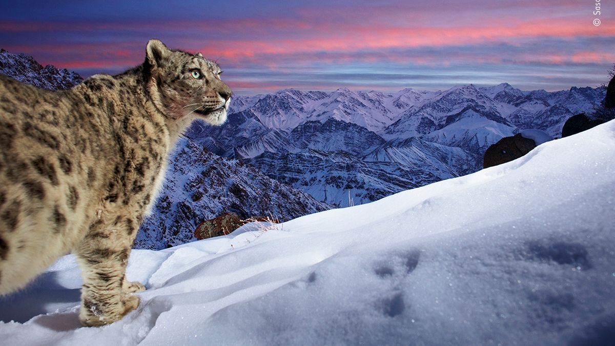 Sunset snow leopard wins Wildlife Photographer of the Year People's Choice