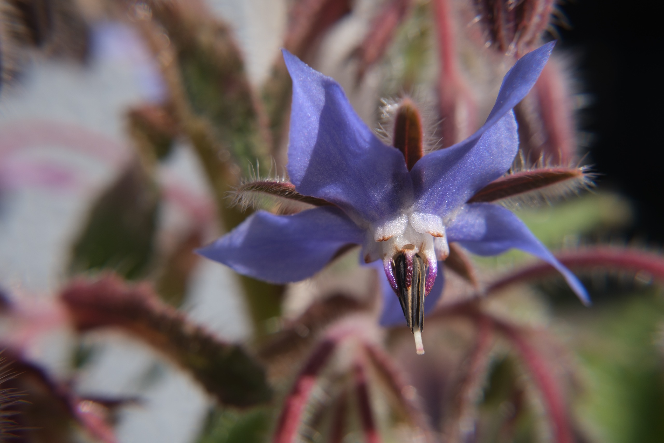 Macro photograph of a blue borage flower showing its pointed petals, stamens, and fine hairs.
