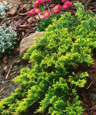 ground cover plant Juniperus horizontalis 'Mother Lode'