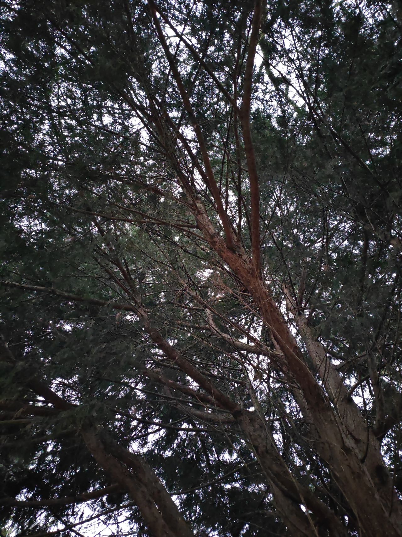 A photo taken on the Honor Magic V2